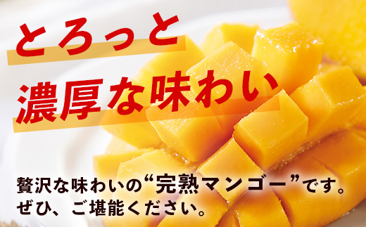 2026年発送分【先行予約】石垣島産《樹齢30年》マンゴー (アーウィン種) 約1kg(2～3玉)《2026年7月以降より順次発送》TP-1