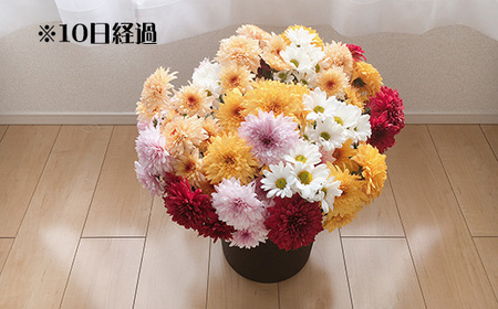 スプレー菊　花束（２０～３０本） Q1-S