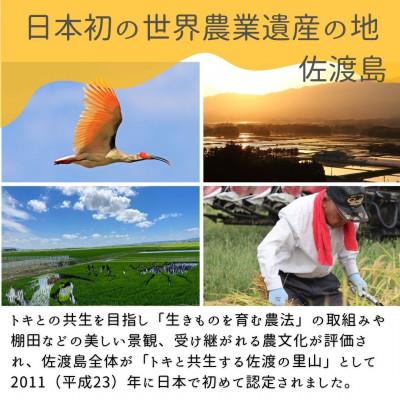 ふるさと納税 佐渡市 数量限定・生産地域限定【令和7年産】新潟県佐渡国仲平野産コシヒカリ　精米(無洗米)5kg |  | 01