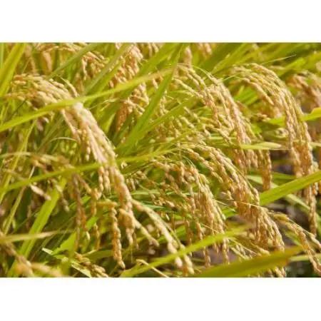 【毎月定期便】山形県産　はえぬき　5kg　全6回【4090496】