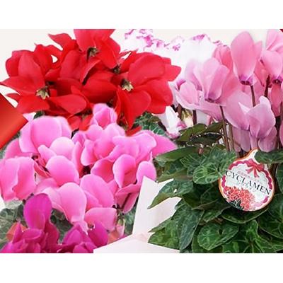 ふるさと納税 藤枝市 シクラメン鉢植え　5号鉢×2鉢(2色) のセット