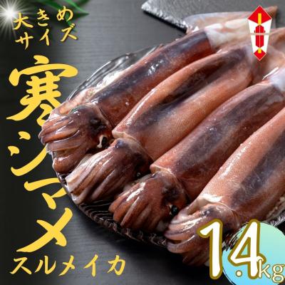 ふるさと納税 海士町 のし付【朝どれ寒シマメ 大サイズ 4〜5杯】1.4kg〜1.6kg いか イカ スルメイカ 寒シマメ