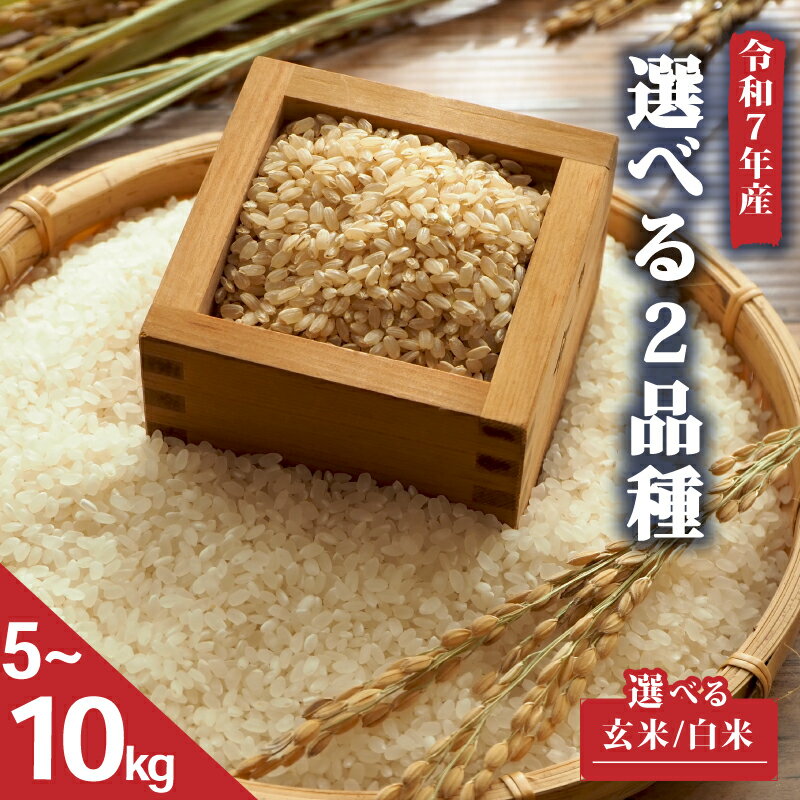 【ふるさと納税】 令和7年産 新米 5kg 選べる 【 品種 容量 精米種別 】きぬひかり 秋の詩 5kg 10kg 白米 玄米 米 精米 2025年産 国産 滋賀県 日野町 農家直送 お米 精米 おこめ こめ 産地直送 ふるさと納税 スーパーセール お買い物マラソン ジビエ商店かやき