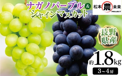 〔松本農未来project〕 信州松本産 ナガノパープル、シャインマスカットのセット ３～４房 約1.8kg│信州松本 果物 ぶどう ナガノパープル シャインマスカット セット フルーツ ブドウ 長野県 松本市 甘い