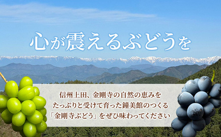 シャインマスカット ナガノパープル 信州上田産金剛寺ぶどう 約2kg 4房 詰め合わせ 葡萄 ブドウ 2kg 果物 くだもの フルーツ デザート 旬の果物 旬のフルーツ 長野県 長野