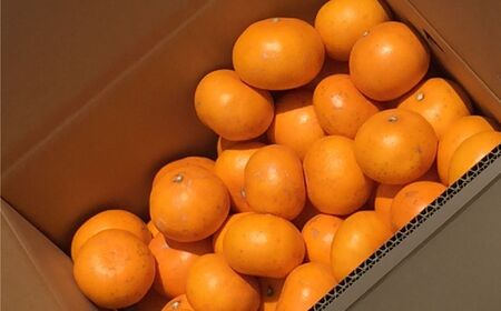 【先行予約】【家庭用】せとか 5kg ※離島への配送不可 （2026年3月5日より順次発送） IKTA037