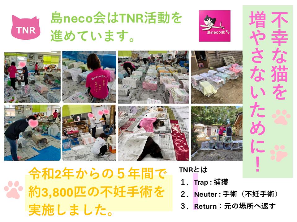 【返礼品なし】猫愛護活動支援 NFN641 【250PT】// 特定非営利活動法人　種子島 島neco会