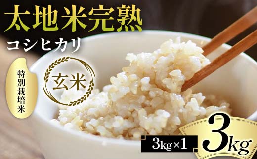 2024年産 特別栽培米 太地米完熟 【こしひかり】 玄米 3kg ブランド米 お米 人気 F7X-0316