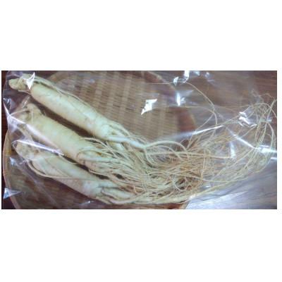 ふるさと納税 長野県 生高麗人参 6年生 約80g/1本【 栽培期間中低農薬 】信州産 朝鮮人参 国産