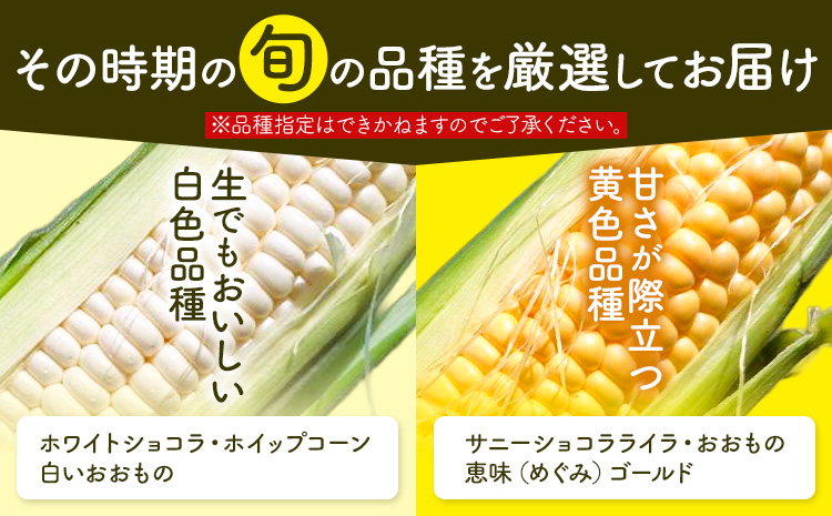 【2026年発送 先行予約】【 のざわ農園 】スイートコーン 10本 前後（約4kg） とうもろこし コーン とうきび 北海道 日高産