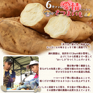 ＜先行予約受付中！2026年8月以降順次発送予定！＞鹿児島県 曽於市産 新物 黄金千貫 (10kg) 【瀬崎農園】 A606