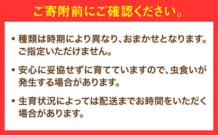 【農家セレクト！】特別栽培 日田の厳選食材 詰め合わせ 日田市 / 自然工房Mori 野菜 果物 米 産地直送 新鮮 セット[ARBR001]