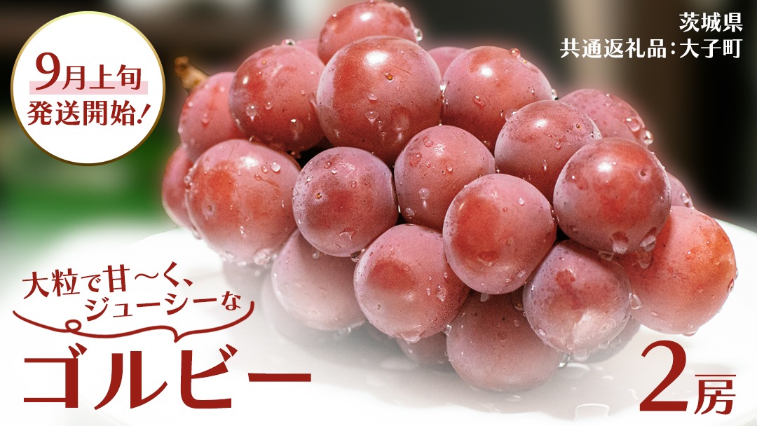ゴルビー ２房【2026年9月上旬発送開始】(茨城県共通返礼品：大子町) ぶどう ブドウ 葡萄 果物 フルーツ 果実 