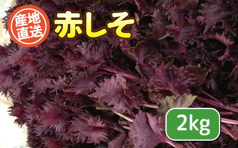 
            【先行予約】赤しそ ( 旬の野菜 野菜 産地直送 期間限定 人気 出荷時期限定  しそ 紫蘇 赤紫蘇 フレッシュ 健康志向 こだわり フレッシュ 緑黄色野菜 新鮮 安心野菜 旬 低カロリー 野菜 国産 お野菜 豊浦町 川棚 ) 下関 山口
          