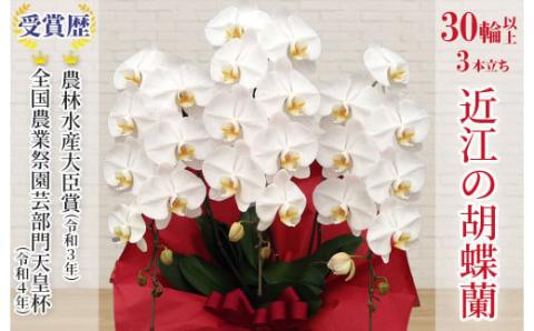 近江の胡蝶蘭 3本立ち 30輪以上 株式会社エフレボ 滋賀県 東近江市 H-G01 近江 胡蝶蘭 3本立ち 30輪 花 フラワー ギフト プレゼント 贈り物 お祝い お供え 滋賀県産 産地直送
