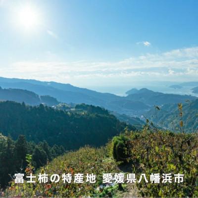 ふるさと納税 八幡浜市 《八幡浜特産 国内最大級の 柿》 富士柿 10kg (5kg×2箱)種無し【H20-37】 |  | 02
