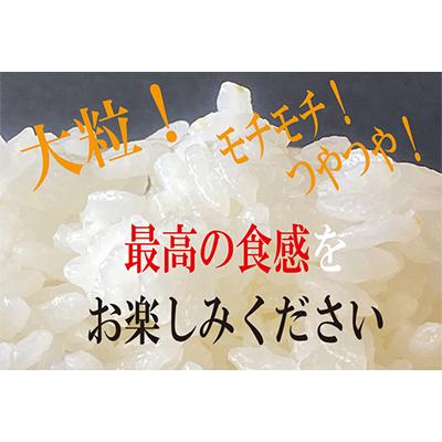 ふるさと納税 伊賀市 【令和7年産】伊賀コシヒカリ特別栽培米「真米(しんまい)」10kg【先行受付】 |  | 01
