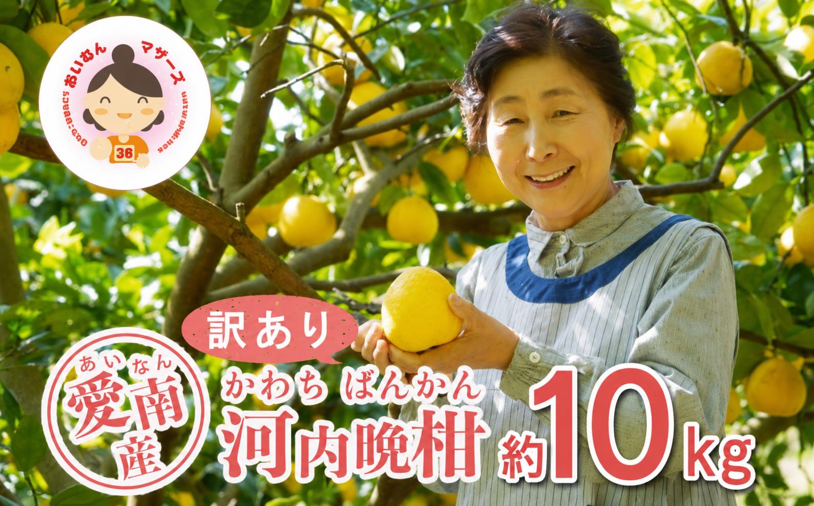
                  数量限定 訳あり 河内晩柑 10kg 10000円 みかん わけあり かわちばんかん mikan 蜜柑 ミカン 愛南ゴールド あいなん ゴールド 文旦 派生 和製 グレープフルーツ 産地直送 国産 農家直送 期間限定 特産品 ゼリー ジュース アイス 等に 人気 限定 甘い さわやか フルーツ 果物 柑橘 規格外 あいなんマザーズ 愛南町 愛媛県
                
