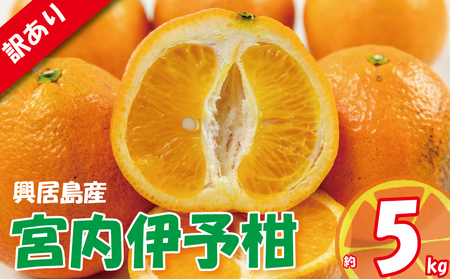 訳あり 宮内伊予柑 興居島産 約5kg 【2026年1月下旬から順次発送】 訳あり みかん 訳あり柑橘 訳あり商品 伊予柑 いよかん みかん 宮内いよかん 興居島産 柑橘 松山 愛媛県 【VEG0182】