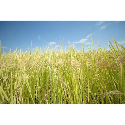 【頒布会・令和7年産】魚沼産コシヒカリ（無洗米5kg×全6回）【新潟県 特A地区】｜新潟　魚沼　コシヒカリ　定期便　5kg　6回　米　無洗米