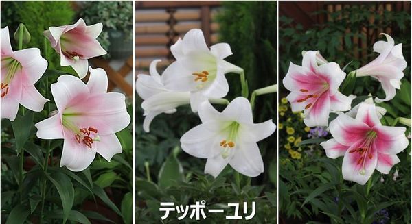〈先行予約・2024年10月以降発送〉ユリ球根セット