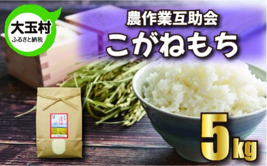 米 もち米 5kg こがねもち 【 令和7年産 】【 農業生産法人 農作業互助会のお米 】 餅米 餅こめ 餅 もち モチ おこわ 餅つき お餅 炊き込みご飯 新米  ｜ gj-km05-R7