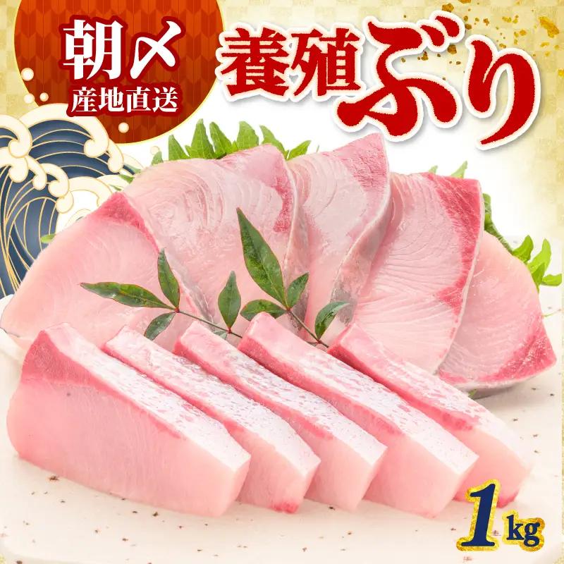 ぶり 1kg 冷蔵 刺身 鰤