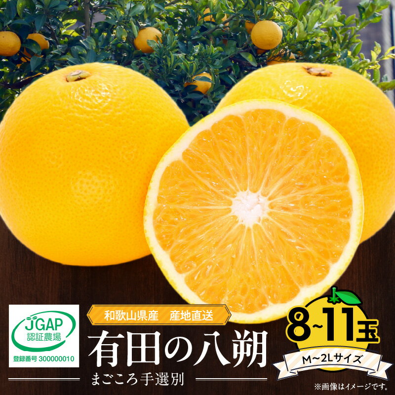 【ふるさと納税】【限定】 和歌山県産 有田の 八朔 (はっさく) 8～11玉 M～2Lサイズ 【まごころ手選別】 【はっさく ハッサク 八朔 和歌山産】