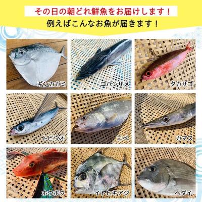 ふるさと納税 肝付町  漁師厳選!ロコフィッシュ(地魚) 下処理済 鮮魚 ボックス(約1kg)　P78001 |  | 01