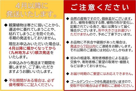 066-19 観葉植物 ガジュマル1鉢