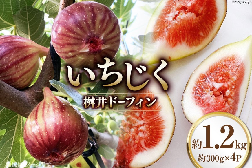 
            【期間限定発送】 いちじく 桝井ドーフィン 約1.2kg (約300g×4パック) [SAYONSA 石川県 宝達志水町 38601068] 冷蔵 イチジク フルーツ くだもの 無花果 期間限定 果物 朝どれ 産地直送
          