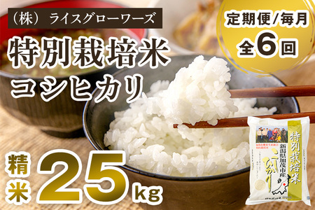 【令和8年産新米先行予約】【定期便6ヶ月毎月お届け】新潟県加茂市産 特別栽培米コシヒカリ 精米25kg（5kg×5）《10月上旬～順次出荷》 （株）ライスグローワーズ