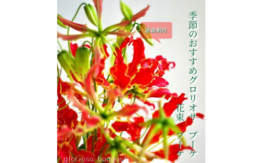 
生花グロリオサ花束 ブーケ 1束【らんまん 花 植物 お花 アレンジメント 高知 人気 おすすめ 送料無料】
