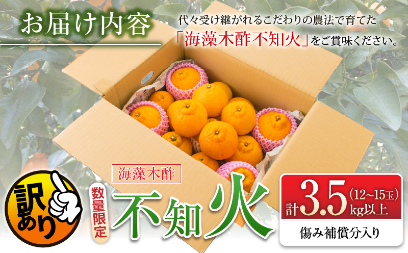 先行予約 訳あり 海藻木酢 不知火 計3.5kg以上 傷み補償分入り 期間限定 数量限定 フルーツ 果物 くだもの 柑橘 みかん 訳アリ 国産 食品 デザート おやつ おすそ分け おすすめ ご家庭用 