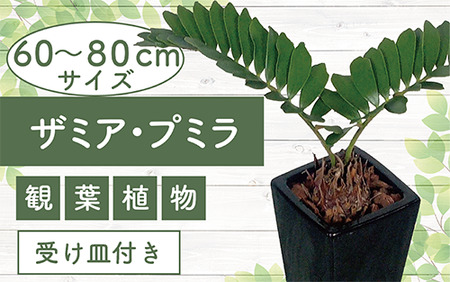 2026年6月中旬～発送 観葉植物 ザミア・プミラ 60cm～80cm ブラック 陶器鉢 専用受皿付 T&P 025-1402 観葉植物