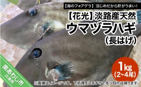 【花光】淡路産天然ウマヅラハギ（長はげ）1kg