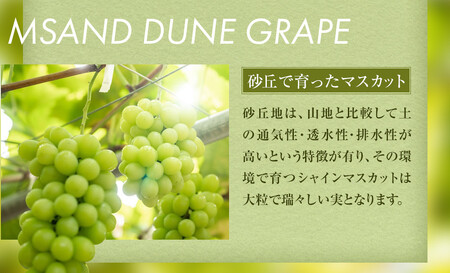 542.【先行予約】オアシス・プレミアム・シャイン 2kg（鳥取砂丘地栽培） ｜ シャインマスカット 葡萄 ぶどう 産地直送 フルーツ 果物 甘い 人気 ※2025年8月下旬頃～10月下旬頃に順次発送