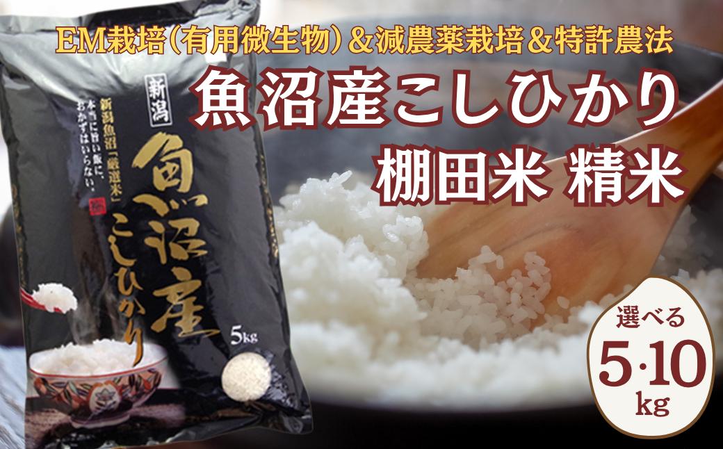 
                  【令和7年産】農家直送の棚田米 魚沼産コシヒカリ 精米 選べる数量5kg/10kg 佐藤農場 | 新潟県産 コシヒカリ お米 米 おこめ こめ コメ こしひかり 白米 精米 魚沼産 ブランド米 人気 おすすめ 産地直送 【0018-SN00SV01-01】
                