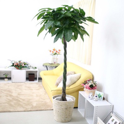 
                  【観葉植物】パキラ 10号 ホワイトバスケット鉢カバー 土の表面:ウッドチップ【観葉植物 インテリア 部屋 おしゃれ 福岡県 筑前町 送料無料 AG046】
                