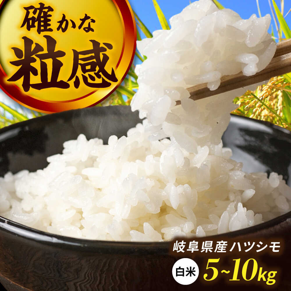 【ふるさと納税】【選べる容量】令和7年産 ハツシモ 白米 精米 米 ブランド米 岐阜市 / 川瀬ファーム[ANIB001]