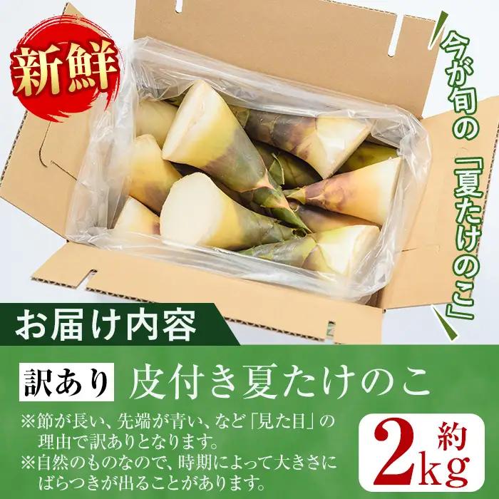 【先行予約】 訳あり 鹿児島県 出水市産 希少 高級食材 夏 たけのこ 皮付き 約2kg 【シンタク】 i342
