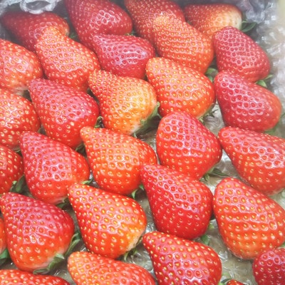 【味が濃くて抜群に美味しい2品種食べ比べ】【スターナイトときらぴ香いちご】【大粒 18粒×2パック】【配送不可地域：離島・北海道・沖縄県・東北・中国・四国・九州】