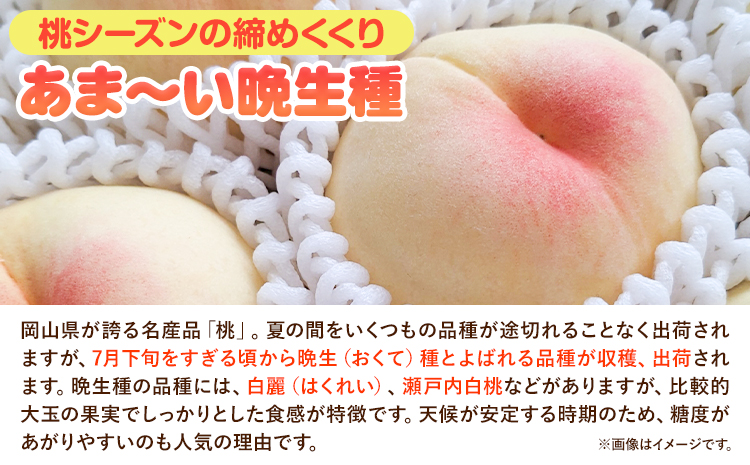 【2025年先行予約】岡山県産 白桃 晩生種 大玉 約2.2kg 6-7玉 晴れの国 おかやま館 漂流岡山《2025年7月下旬-9月下旬頃出荷》岡山県 浅口市 フルーツ モモ 果物 青果 旬【配送不可