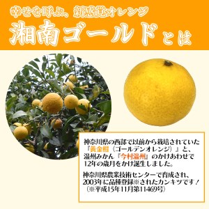 湘南ゴールドブレンドティ　12袋　セット