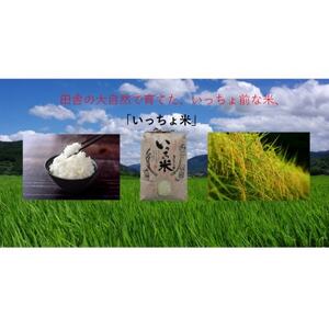 コシヒカリ　いっちょ米(5kg×1袋)_ 精米 米 _【1536092】