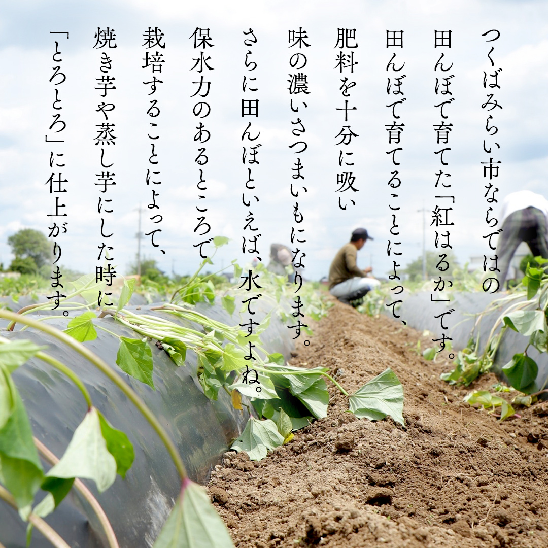 【 先行予約 】【 9月中旬 発送開始 】【 訳あり 】 さつまいも ！ 紅はるか 5kg サツマイモ 芋 いも べにはるか 茨城 美味しい おいしい ワケアリ 訳アリ [BK09-NT]_イメージ2