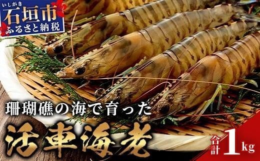 活車えび 1kg【季節限定】50尾前後 沖縄県 石垣島 石垣市 活き くるまえび 車エビ BE-3