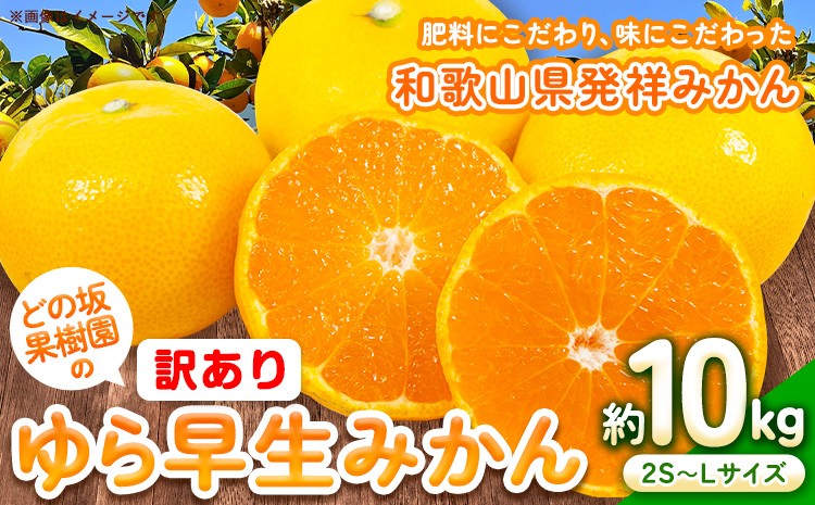 
                  【先行予約】訳あり ゆら早生みかん 約10kg (2S～Lサイズ) どの坂果樹園《10月中旬-12月上旬頃出荷予定》 和歌山県 日高町 みかん ゆら早生 訳あり 旬 柑橘 フルーツ 果物 ミカン 蜜柑 家庭用 わけあり
                