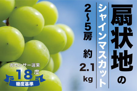 【糖度検査済】扇状地のシャインマスカット 2-5房 約2.1kg【2025年発送】 肥沃な大地と沢山の日光で育ったシャインマスカット【バイパス清果園】FN-Limited 206-012-FN