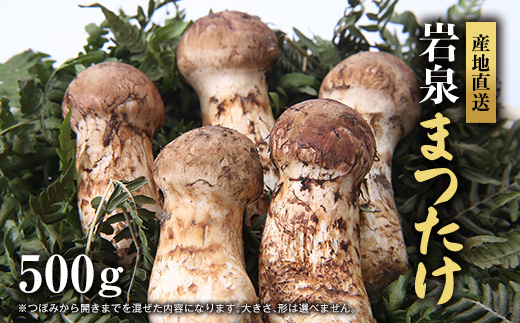【2026秋発送】岩泉まつたけ 直送 500g【配送不可地域：離島】